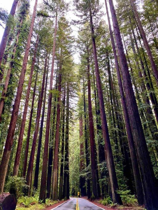 Avenue Of The Giants Pepperwood Place Miranda 外观 照片